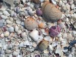 World famous Sanibel Island sea shells